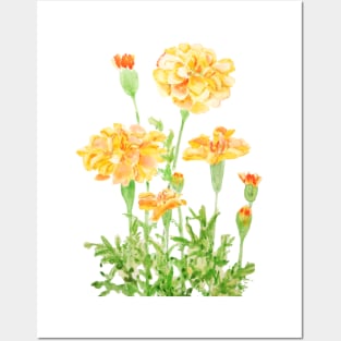 orange Mexican marigold flowers Posters and Art